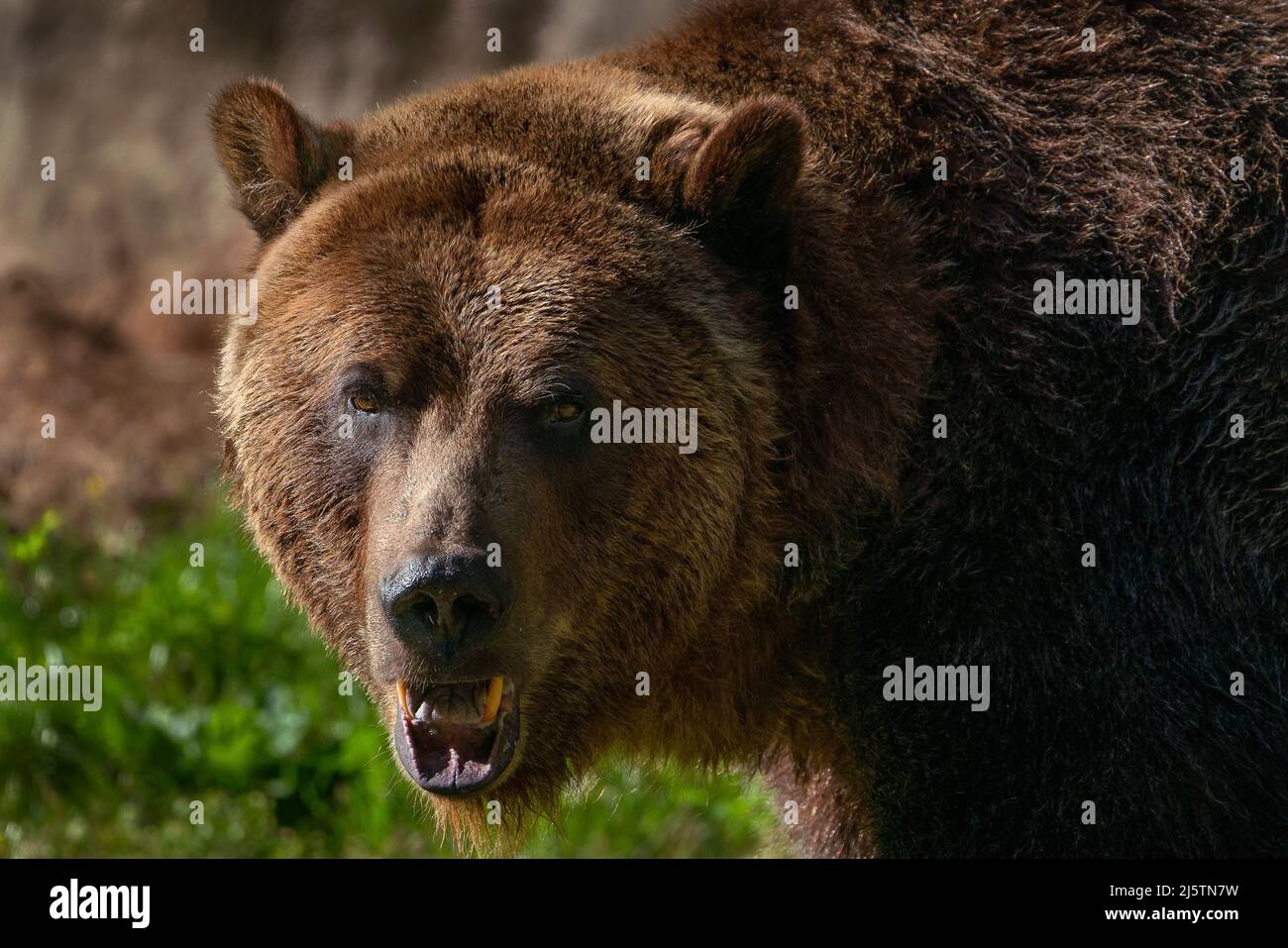 Grizzly Bear (Brown Bear) Stock Photo