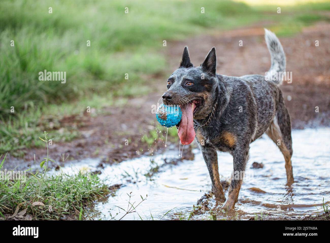Blue heeler cattle dog playing in puddles in the Australian bush with blue ball Stock Photo