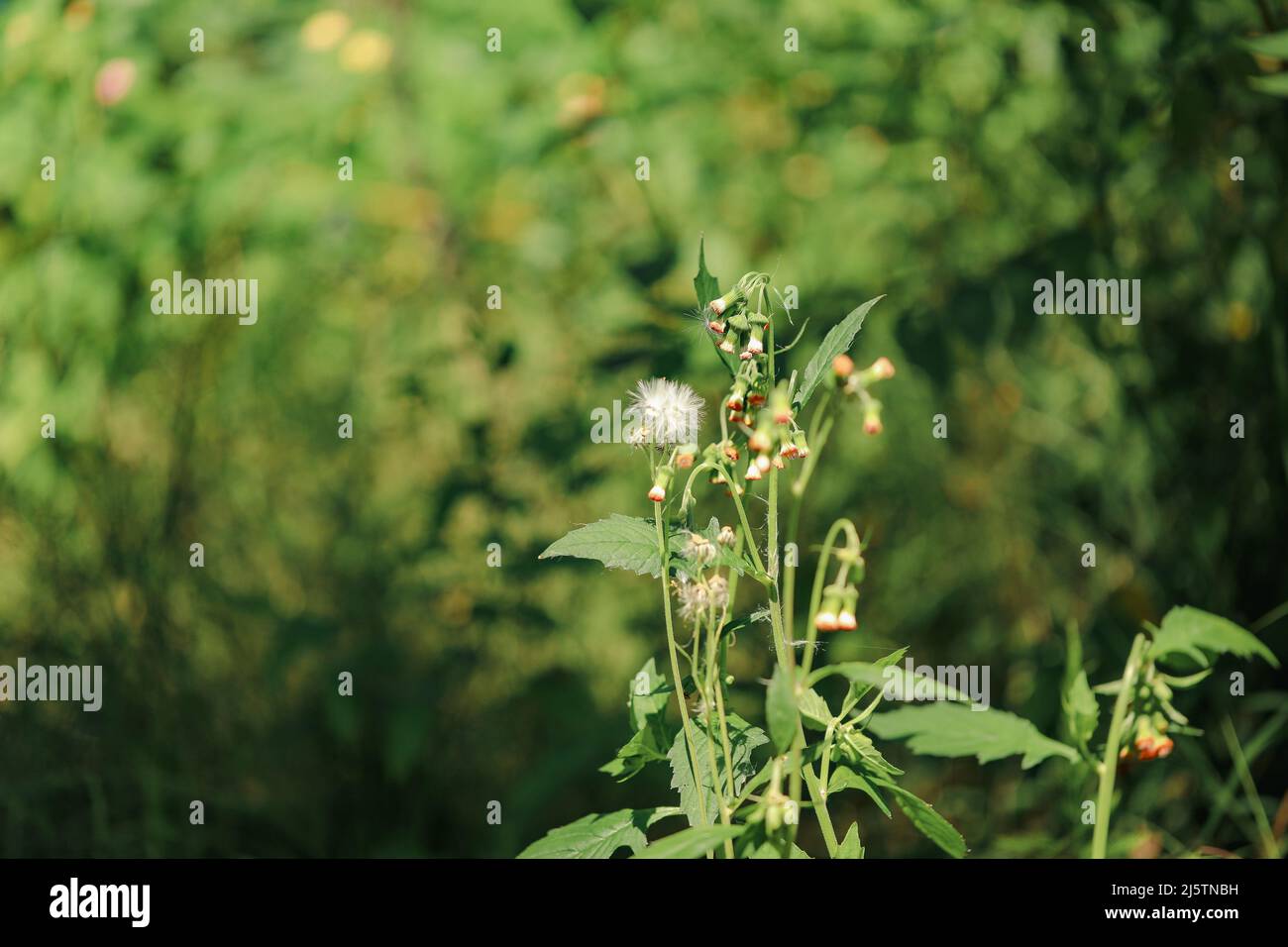 Australian summer weed hi-res stock photography and images - Alamy