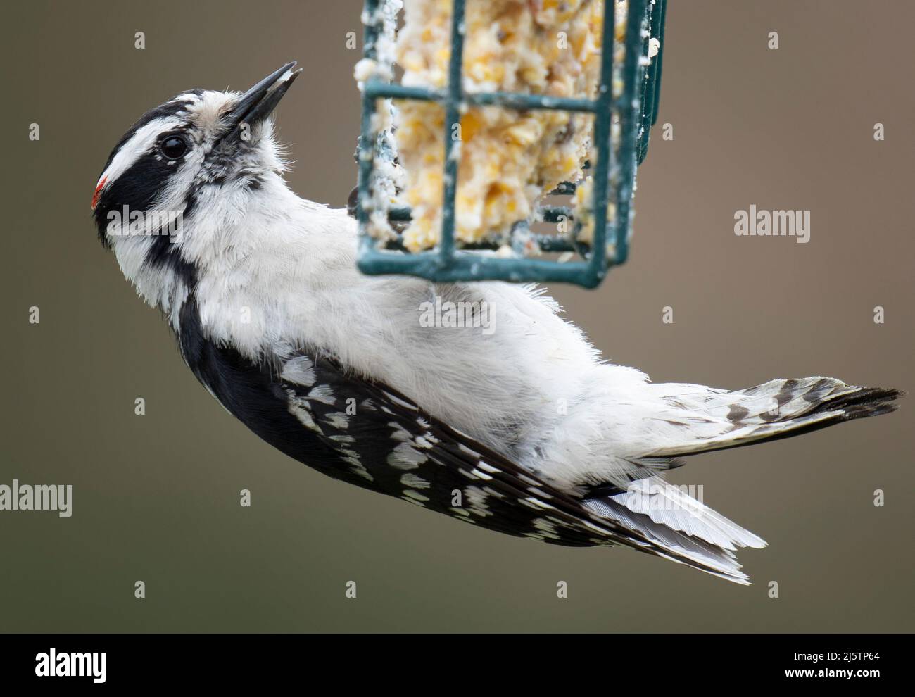 Woodpecker hangs upside down on the Suet Feeder Stock Photo Alamy