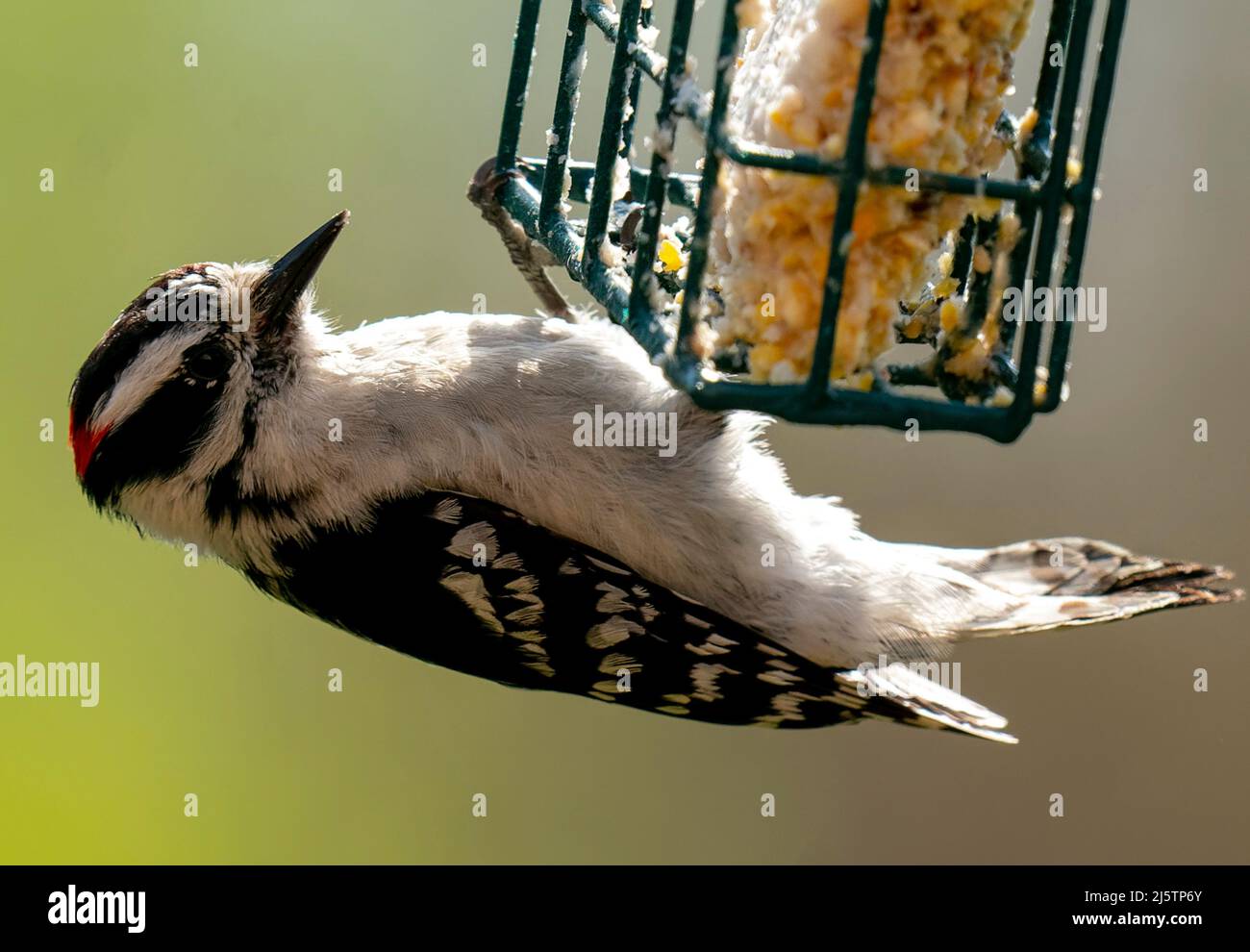 Woodpecker hangs upside down on the Suet Feeder Stock Photo Alamy