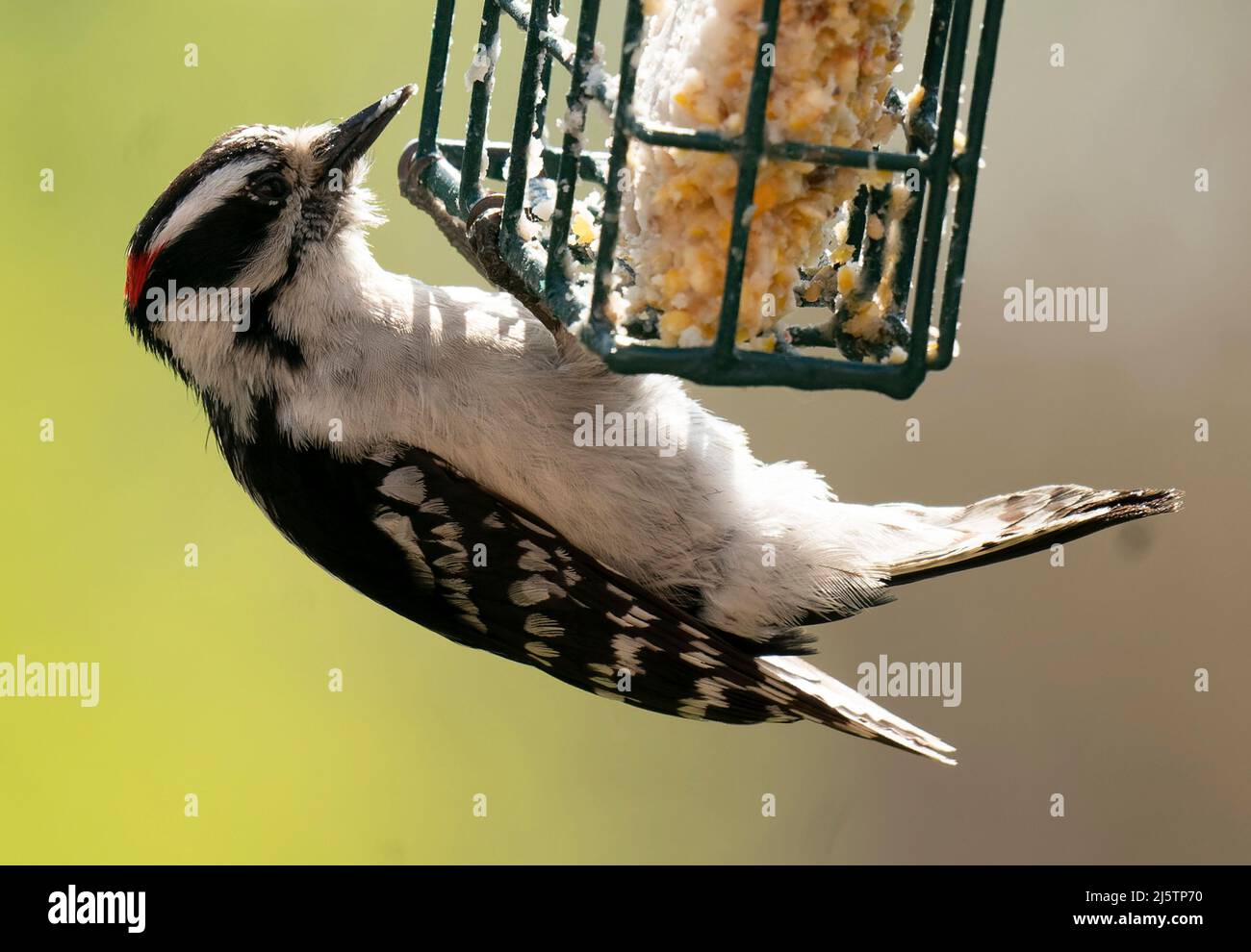 Woodpecker hangs upside down on the Suet Feeder Stock Photo Alamy