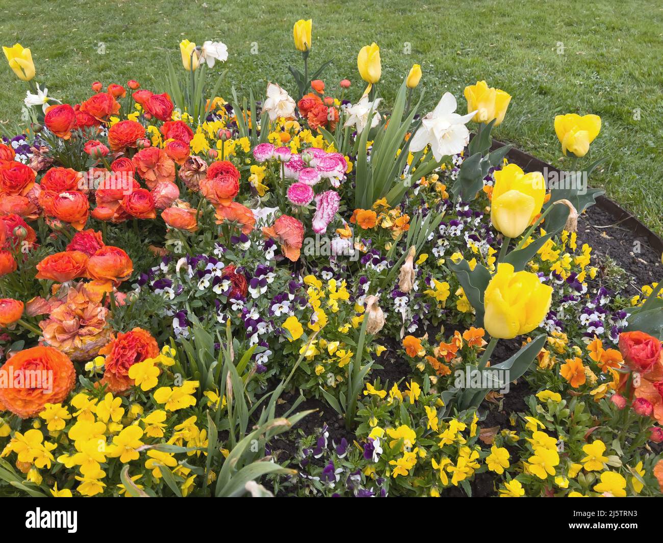 View from above of beautiful spring flower bed with tulips, ranunculus ...