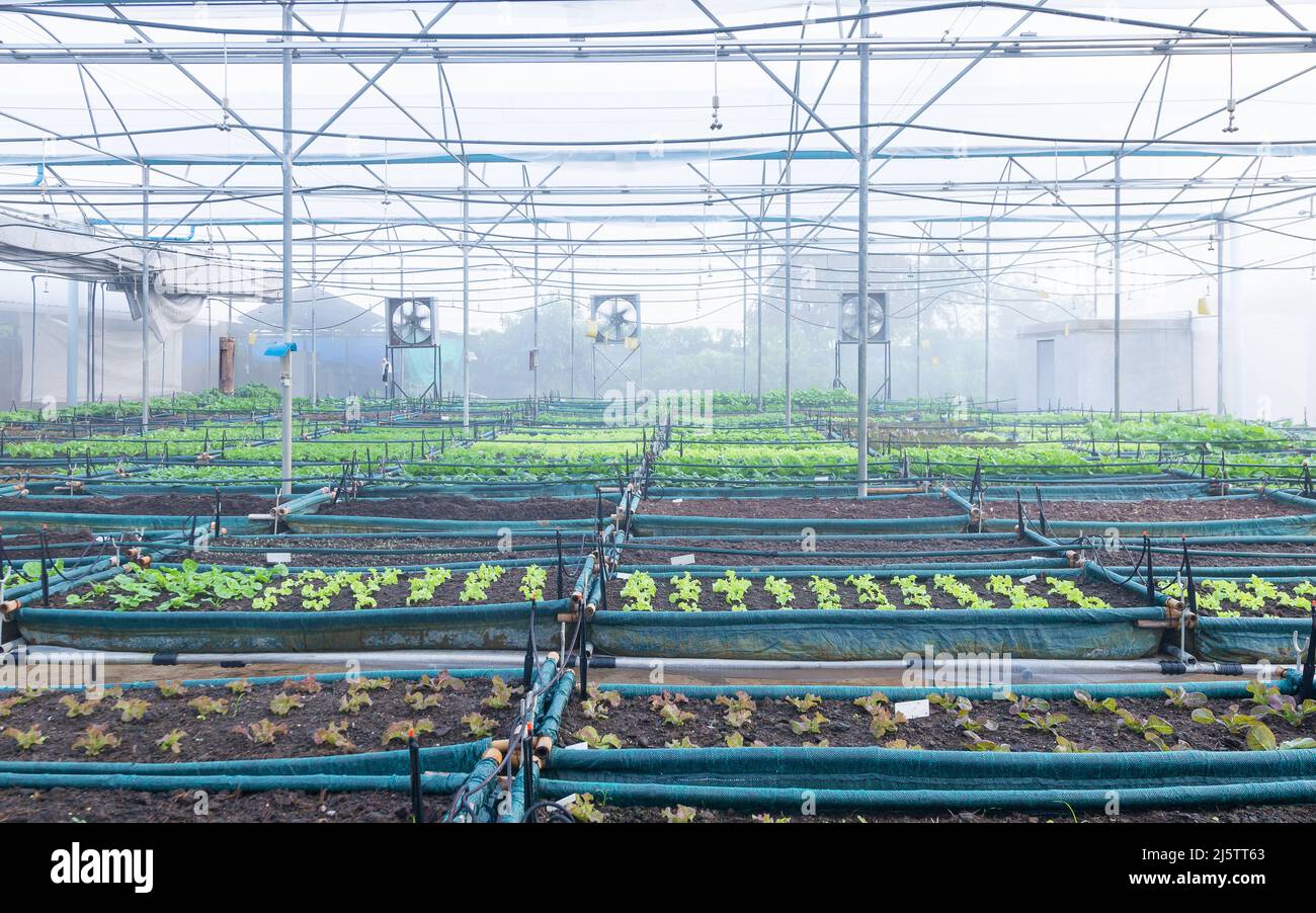 Vegetable green house organic and a variety of salad vegetables with a