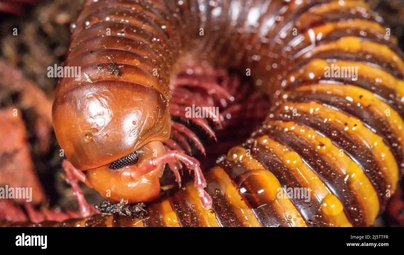 Amber West African Millipede curled up Stock Photo