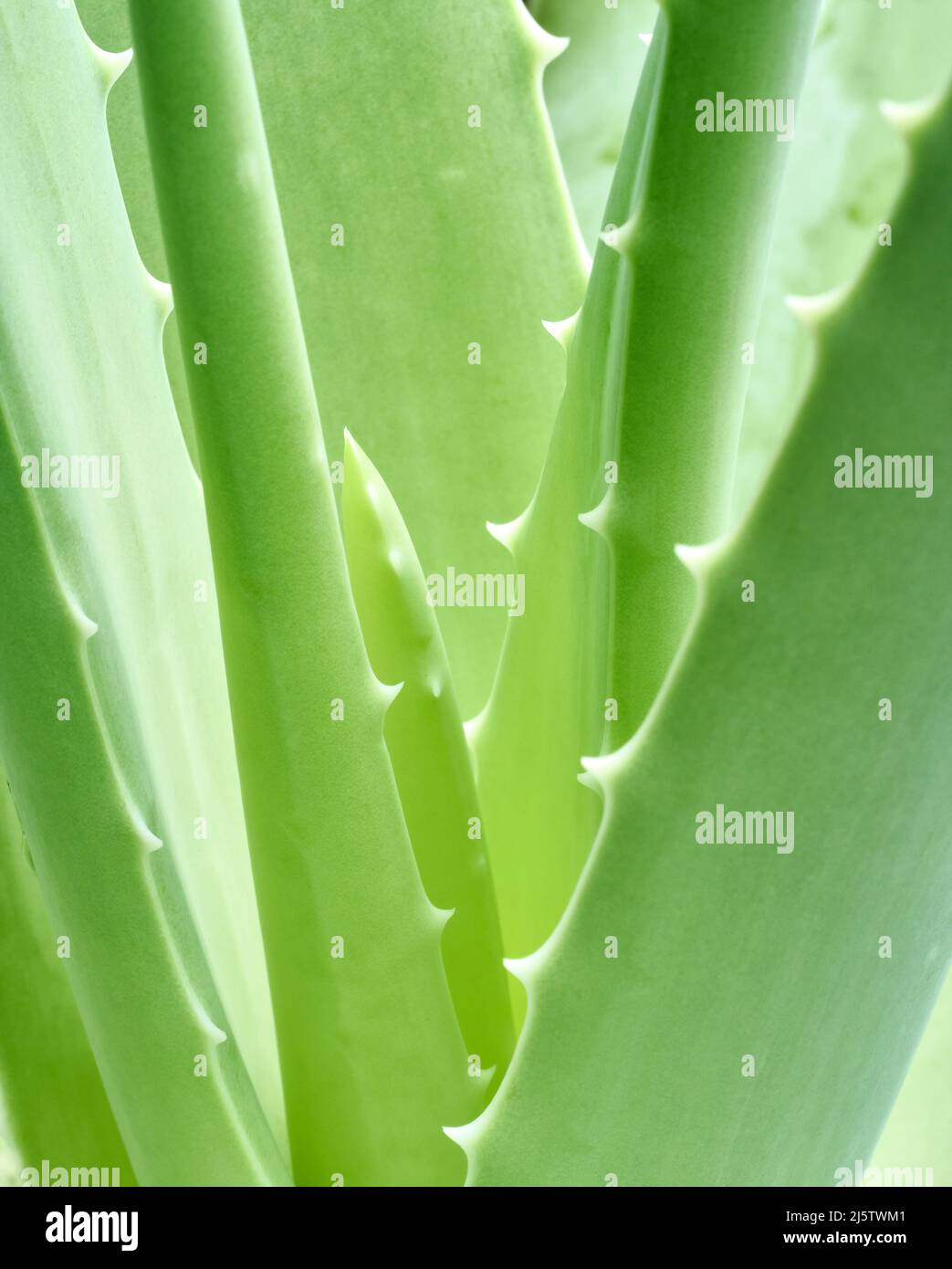 Macro shot of Aloe Vera Plant Stock Photo