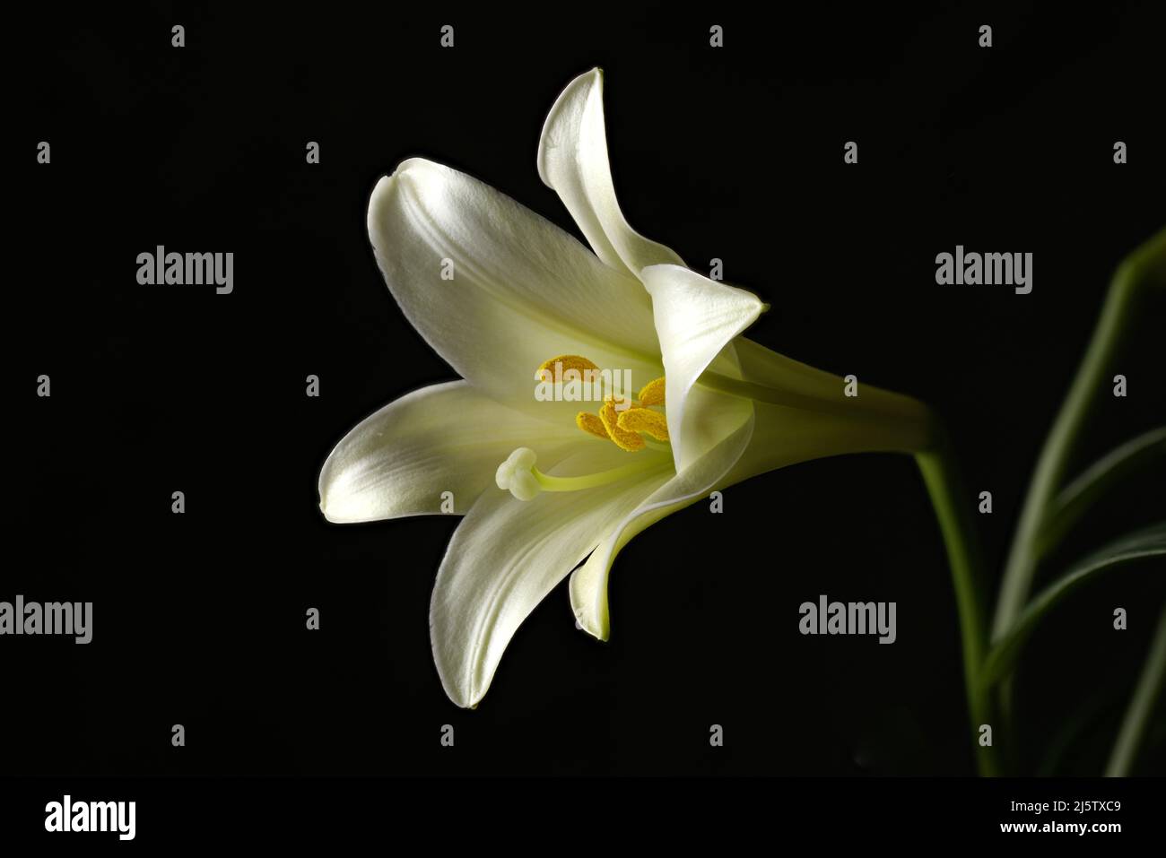 A close up of a beautiful Easter lily in a studio setting. Stock Photo