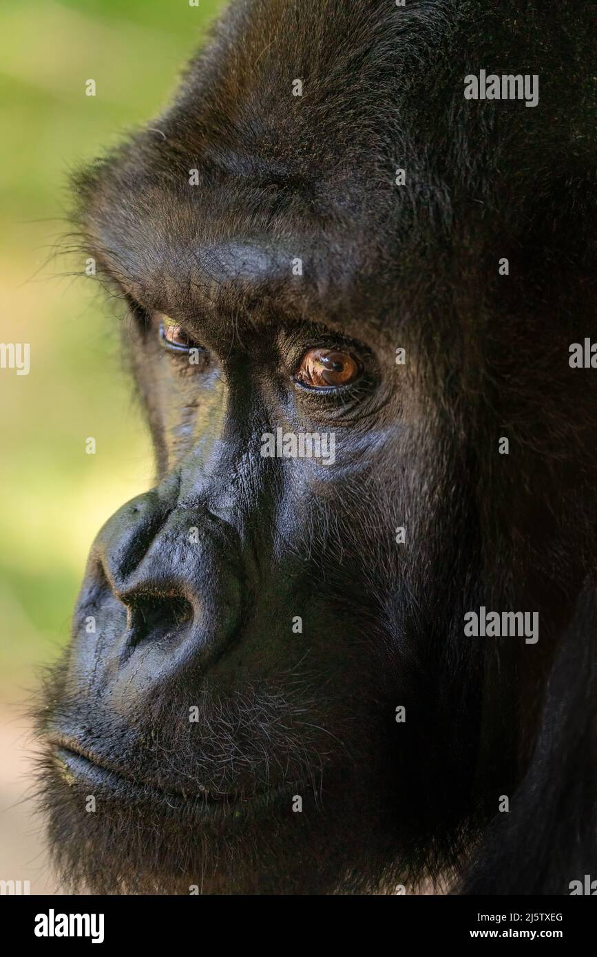 Silver backed male gorilla hi-res stock photography and images - Alamy