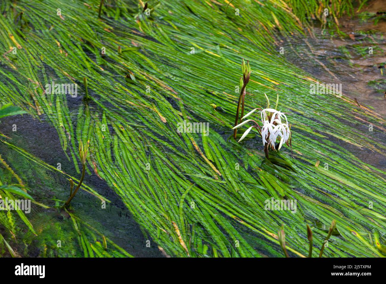 Crinum thaianum (Thai onion plant, Water onion, Onion plant) is an