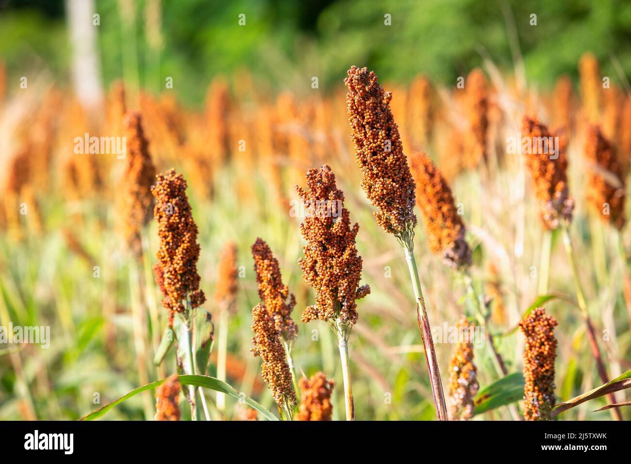 Millet or an important cereal crop in field, a widely