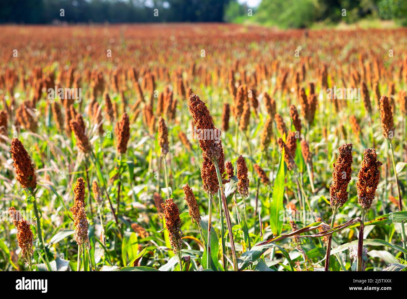 Millet or an important cereal crop in field, a widely
