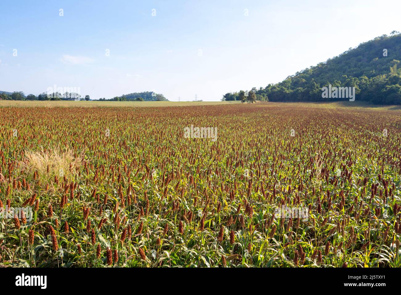 Millet or an important cereal crop in field, a widely