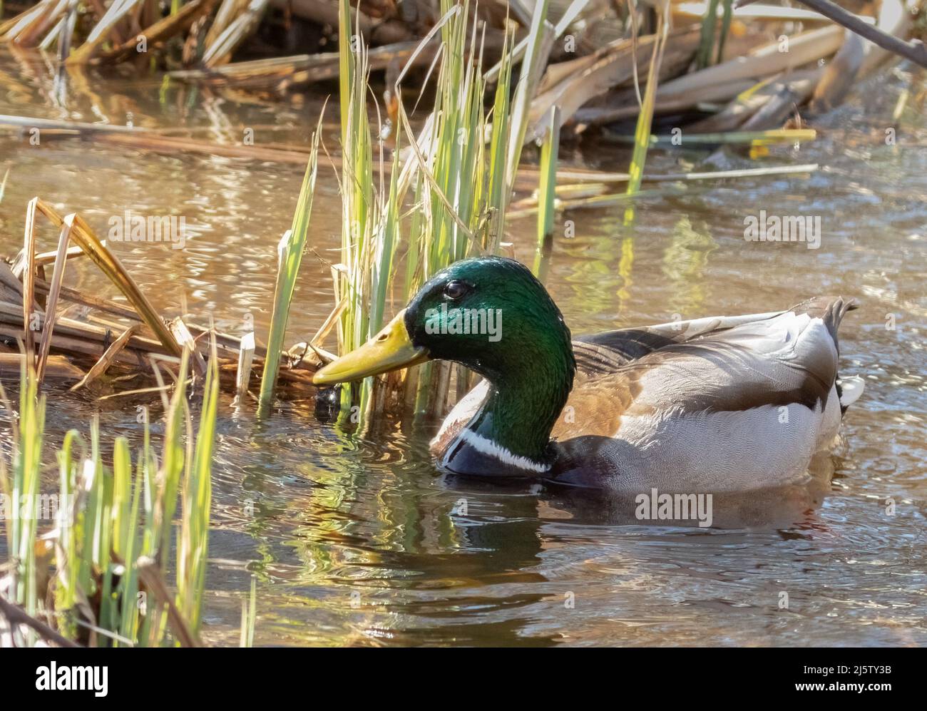 A male Mallard duck up close on the water Stock Photo - Alamy