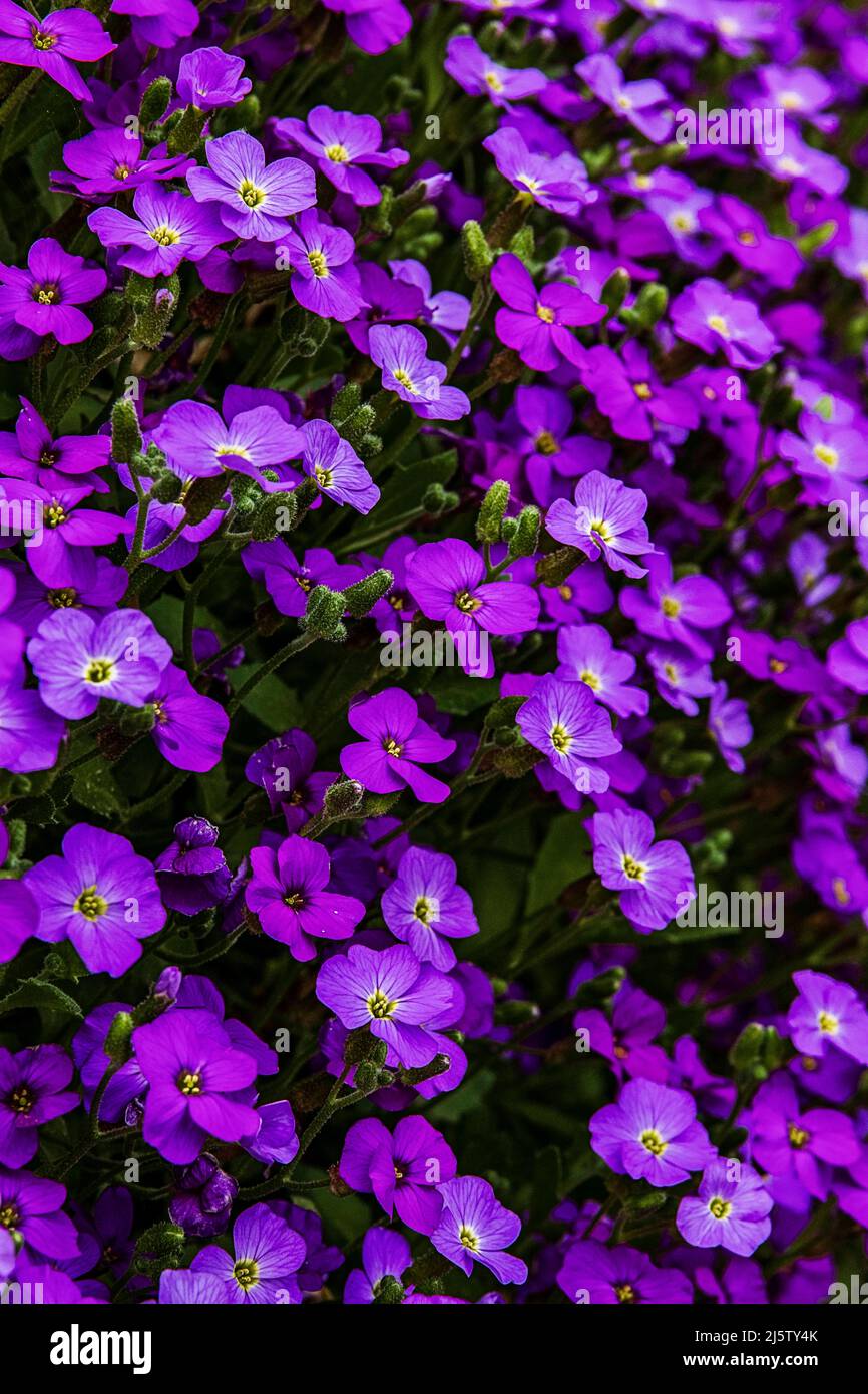 Small purple flower blossoms on ground covering in the spring sunlight Stock Photo