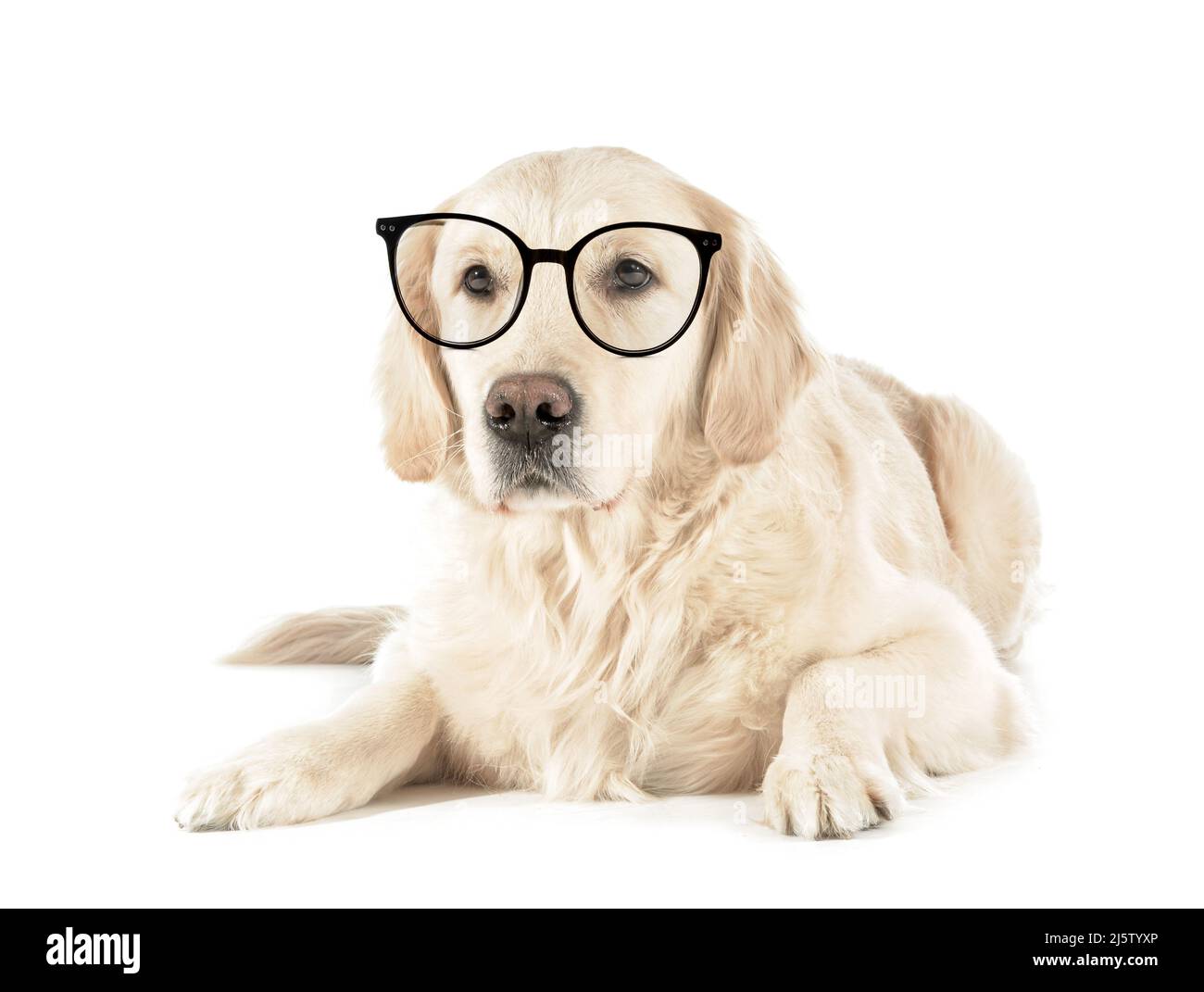 Golden retriever with best sale glasses