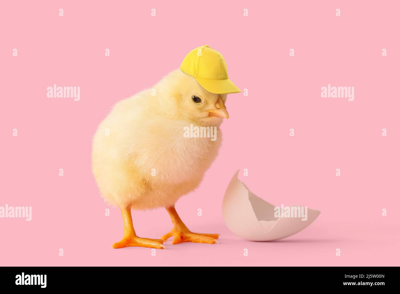 Cute newborn chick in stylish cap on pink background Stock Photo