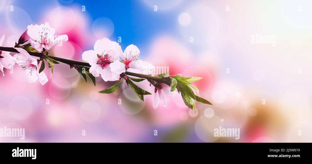 Beautiful blossoming branches on blurred background with defocused lights. Hello spring Stock Photo