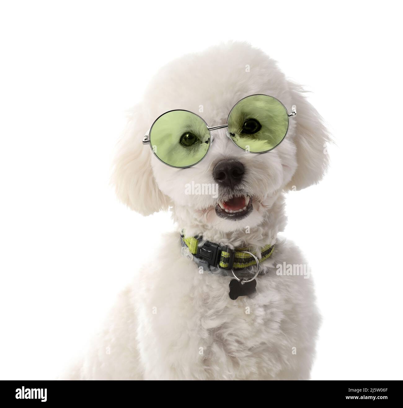 Cute little dog wearing eyeglasses on white background Stock Photo - Alamy
