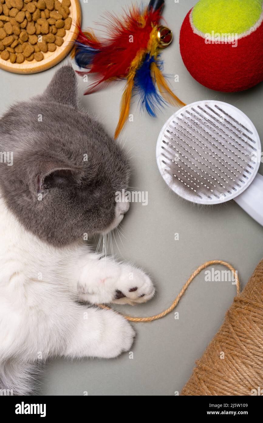 a british shorthair cat sleeping besides with food and the toys Stock