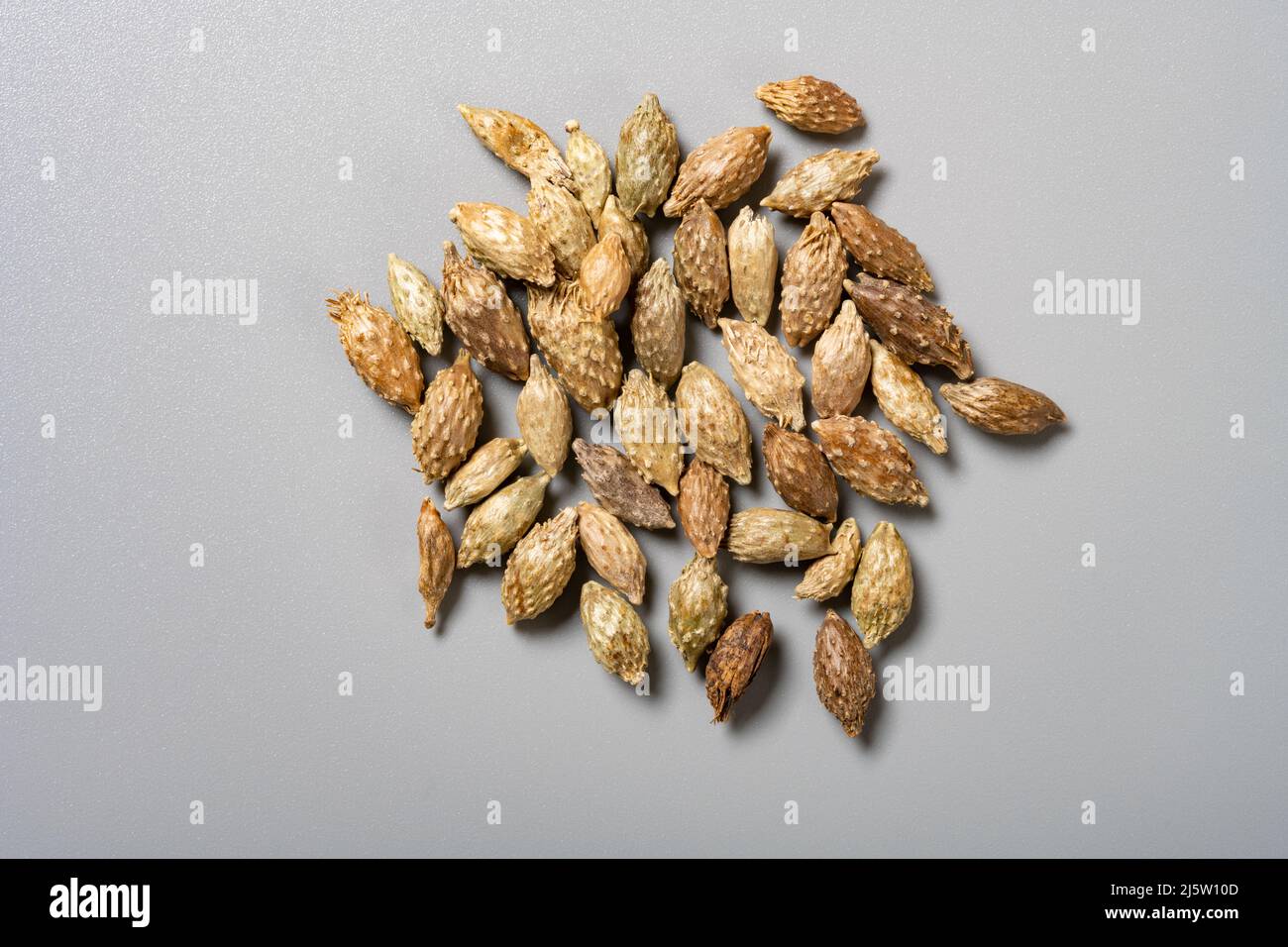 Siberian cocklebur fruit hi-res stock photography and images - Alamy