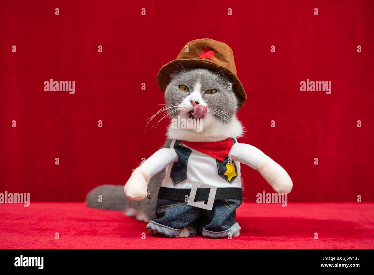 a british shorthair cat wears a cowboy dress and sticking out the tongue  Stock Photo - Alamy