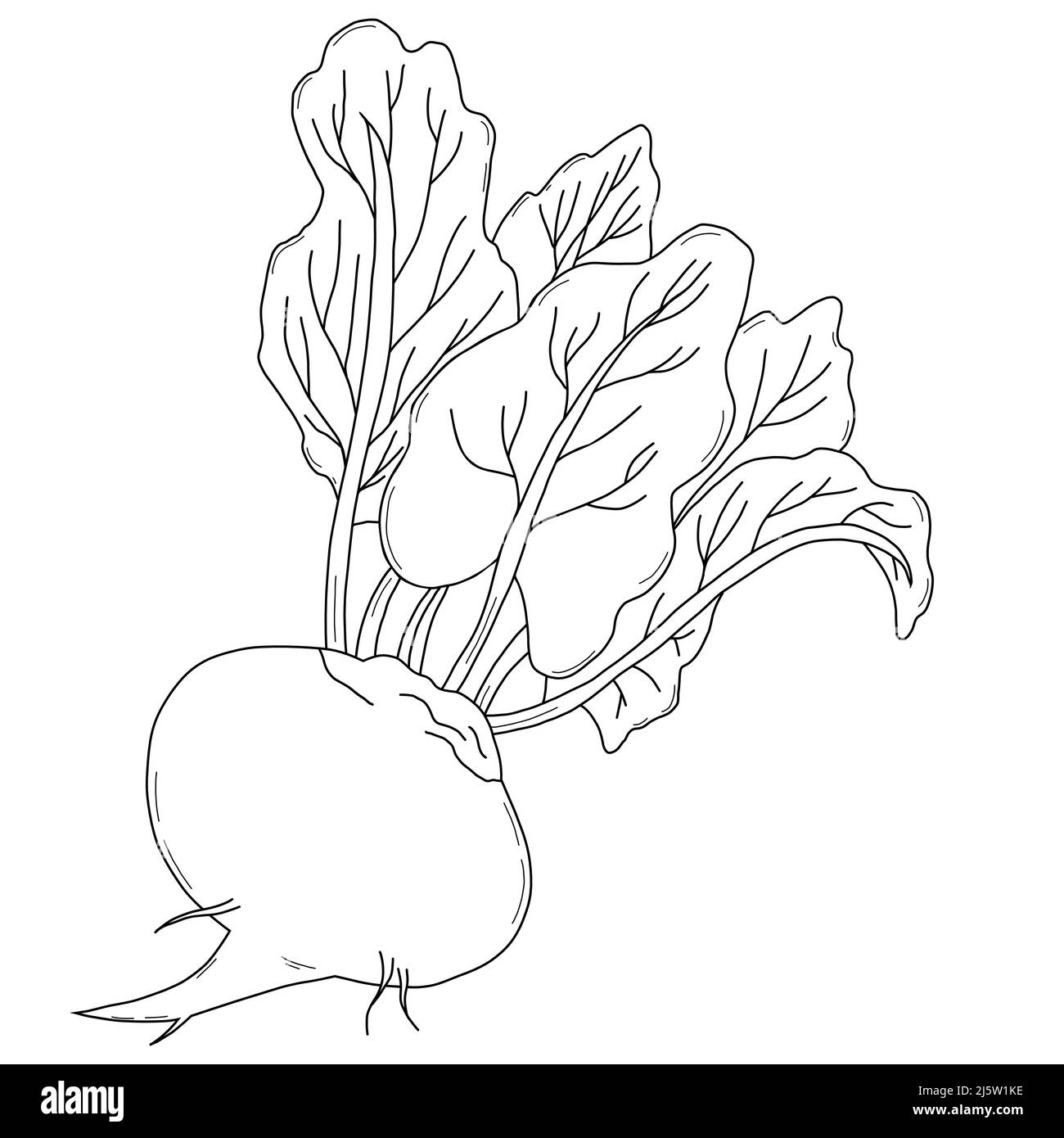 Vegetable root. Beetroot with leaves. Vector illustration. Linear hand drawing, outline Stock Vector