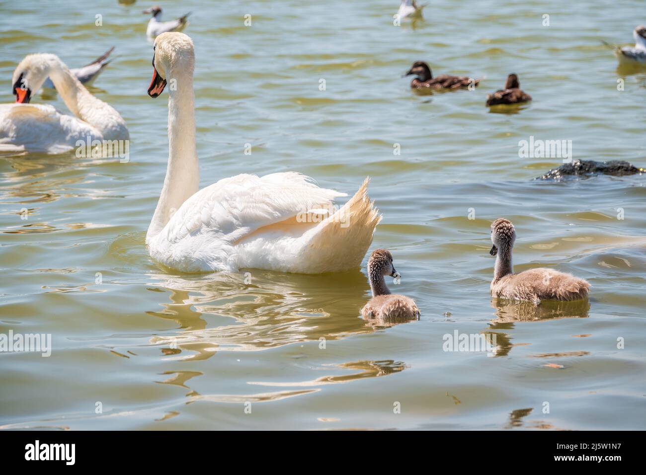 A female mute swan, Cygnus olor, swimming on a lake with its new born
