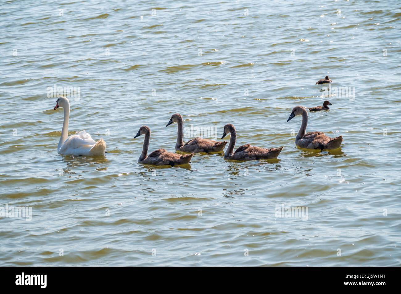 A female mute swan, Cygnus olor, swimming on a lake with its new born