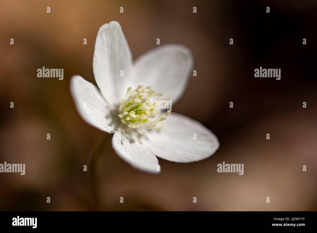 A white spring wildflower blooms in Branford, CT. Stock Photo