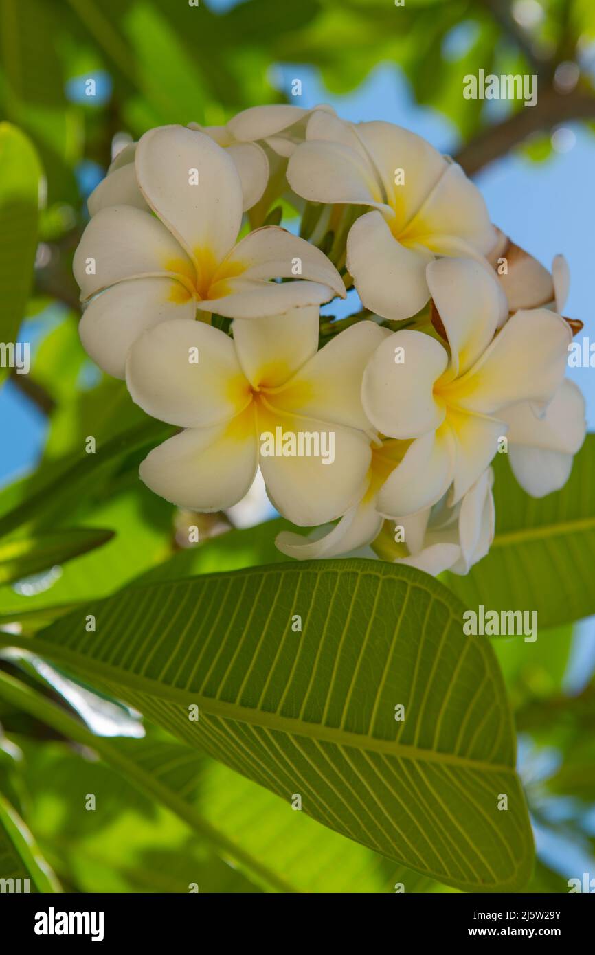 White plumeria rubra flowers. Frangipani flower. Semboja Plumeria is a group of plants in the genus Plumeria. Tropical blossom flower. Stock Photo