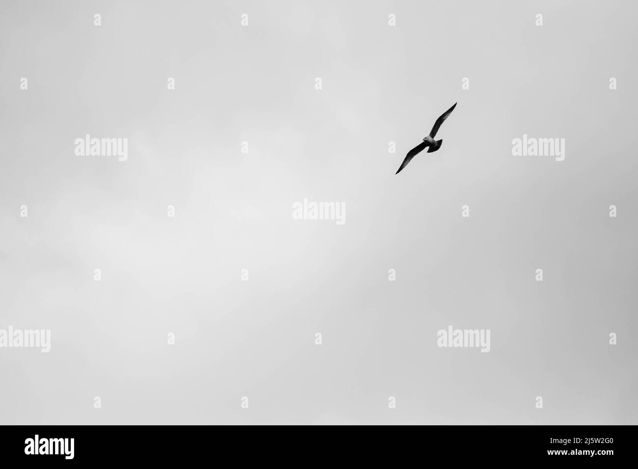 Seagull flying in a cloudy sky with copy space, black and white Stock Photo