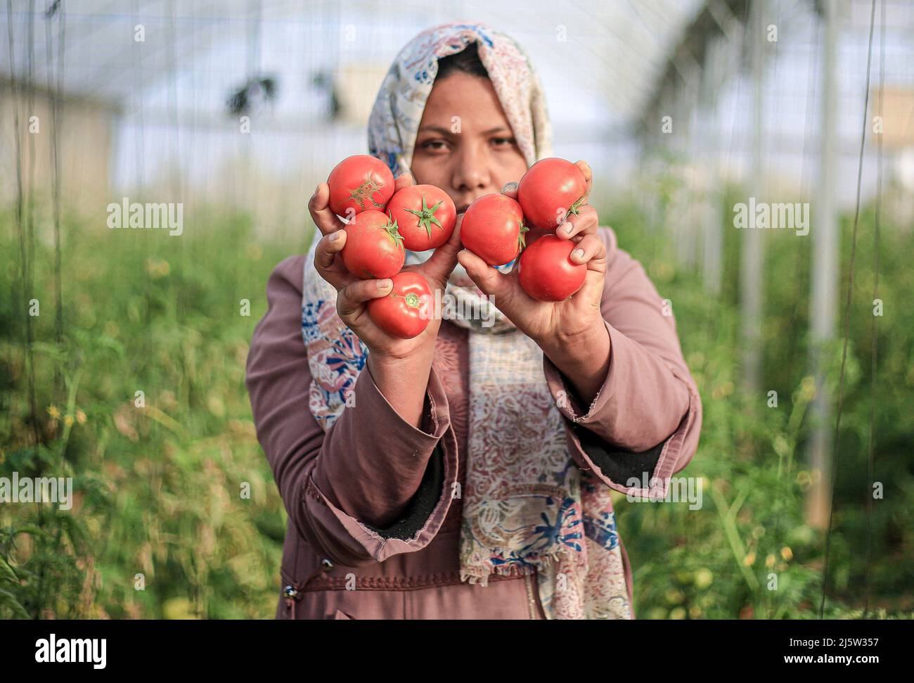 A Palestinian female farmer harvests tomatoes inside a greenhouse in ...