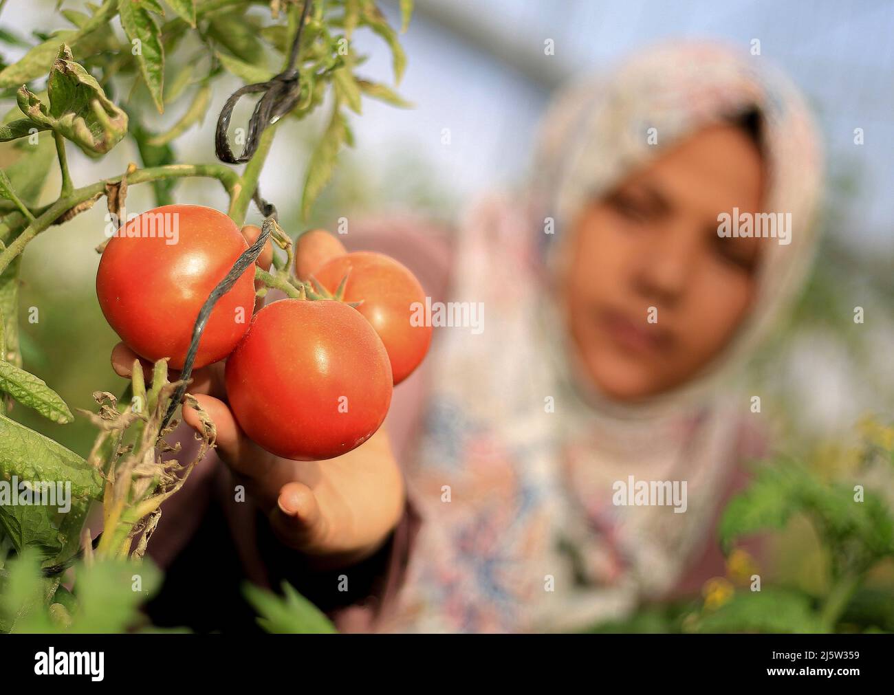 A Palestinian female farmer harvests tomatoes inside a greenhouse in ...