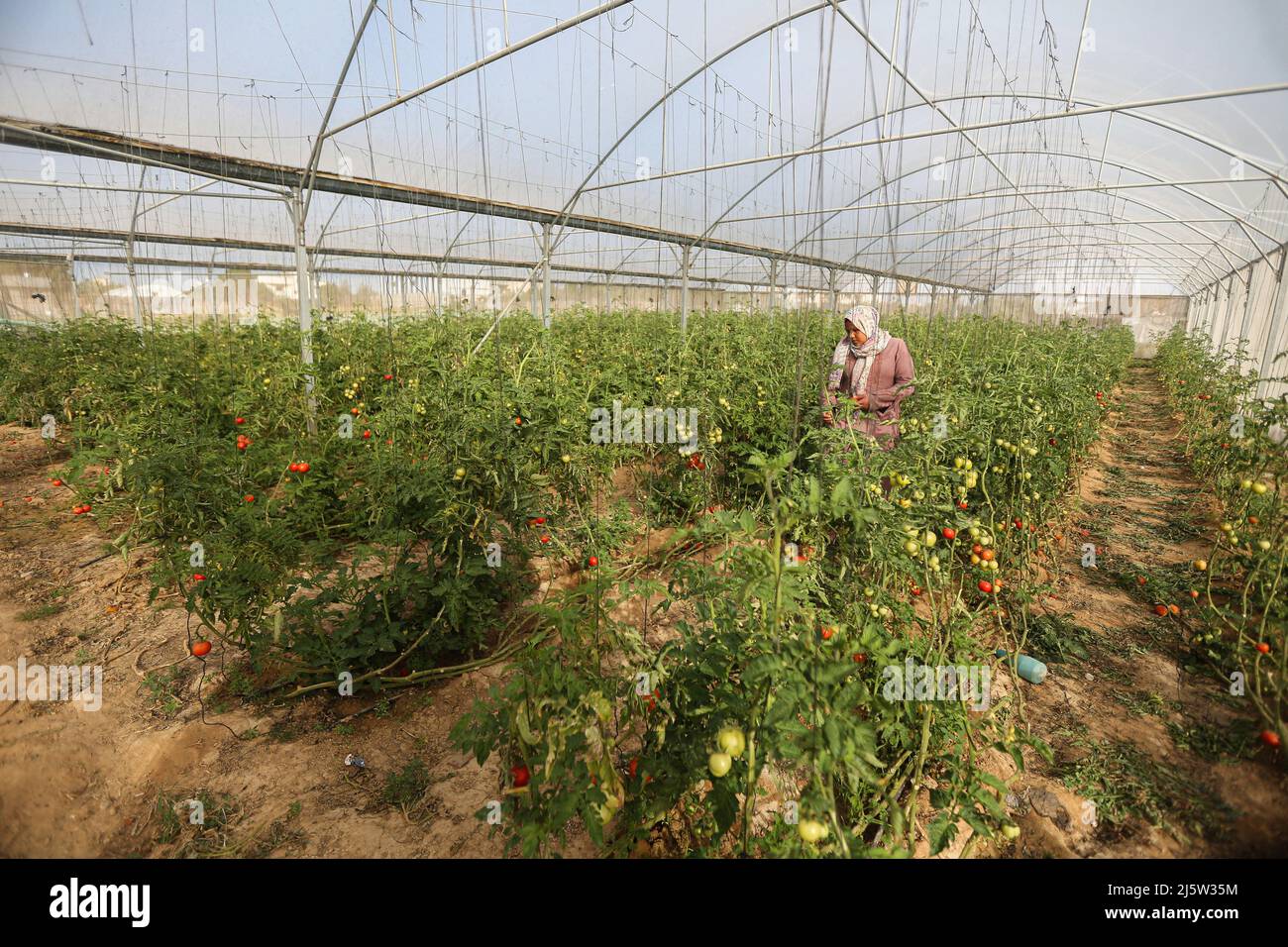A Palestinian female farmer harvests tomatoes inside a greenhouse in ...