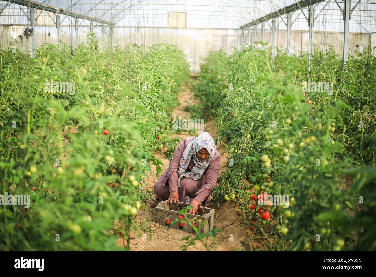 A Palestinian female farmer harvests tomatoes inside a greenhouse in ...