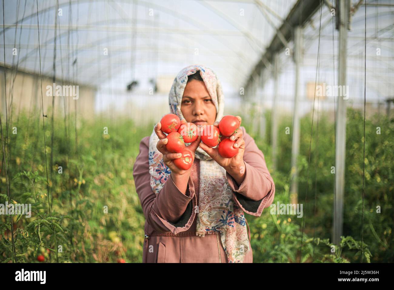 A Palestinian female farmer harvests tomatoes inside a greenhouse in ...