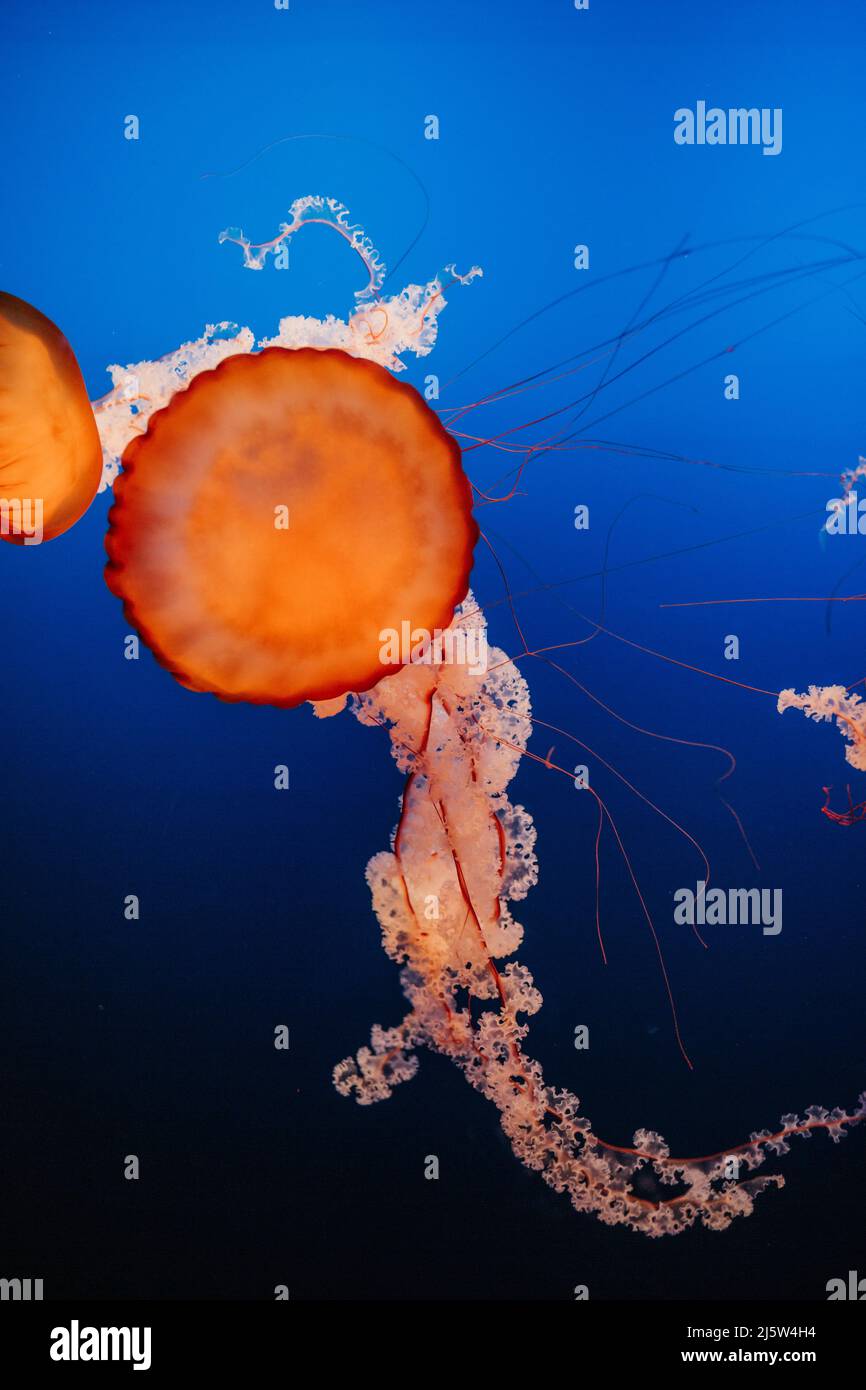 Close up image of glowing blue jelly fish in aquarium at zoo Stock Photo