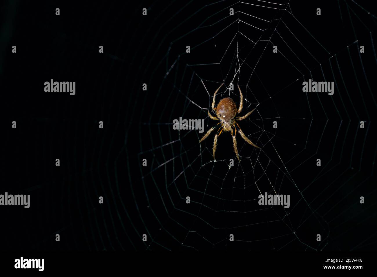 Golden orb spider in their web at night Stock Photo