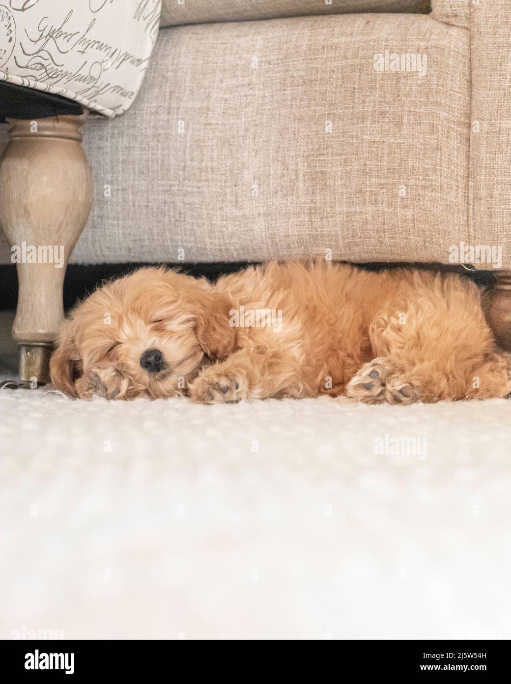Mini Goldendoodle puppy sleeping on cream rug under beige couch Stock