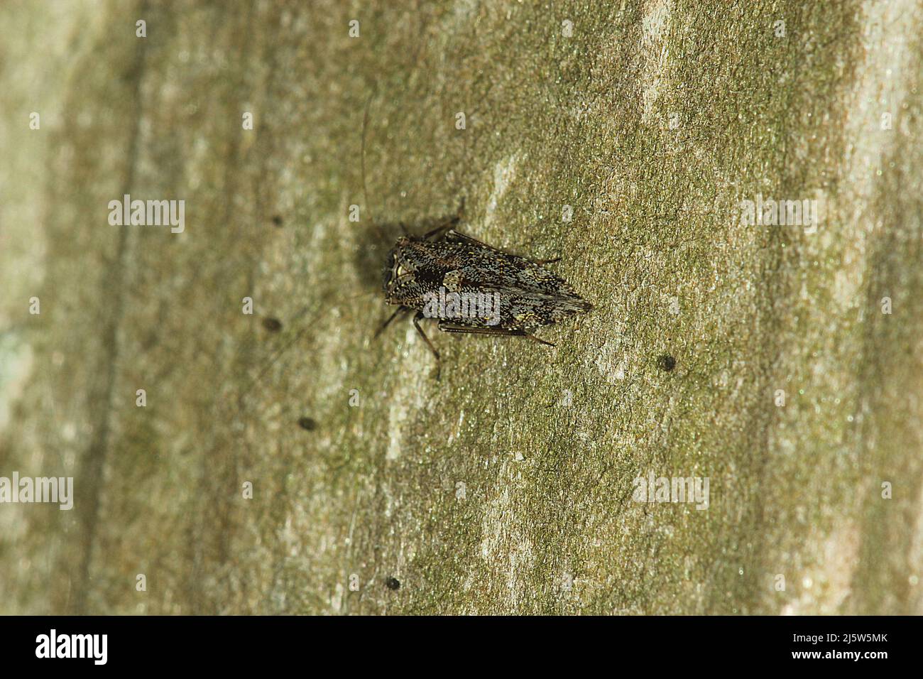 New Zealand bark lice (Nimbopsocus australis Stock Photo Alamy