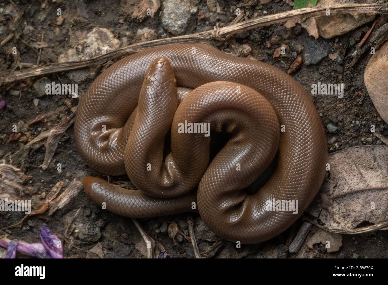 The Northern rubber boa (Charina bottae) is the northernmost species in