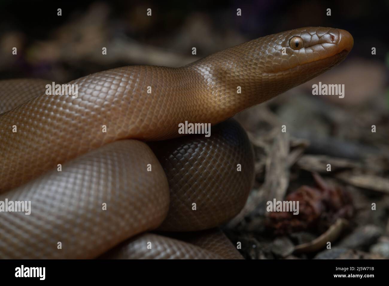 The Northern rubber boa (Charina bottae) is the northernmost species in