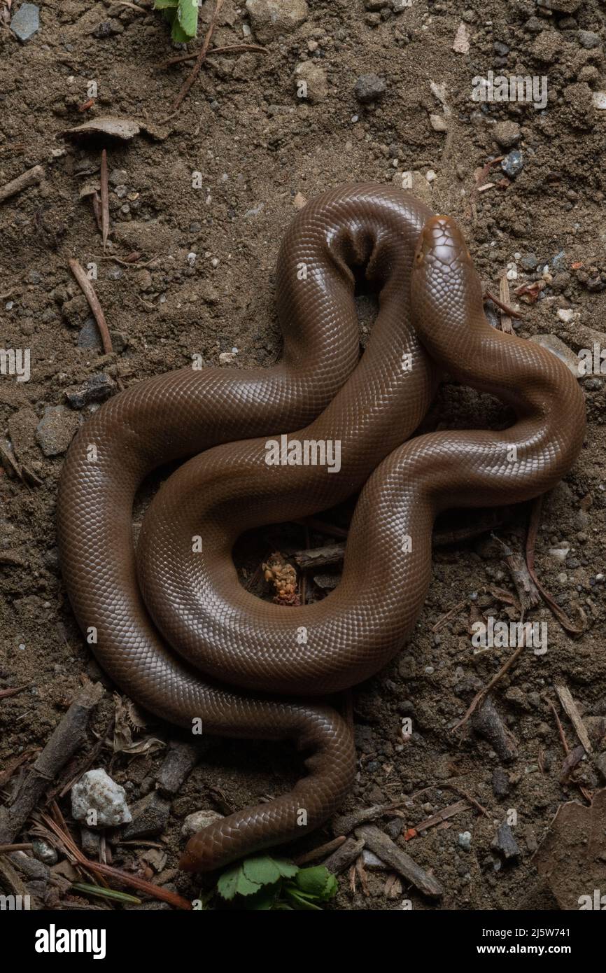 The Northern rubber boa (Charina bottae) is the northernmost species in