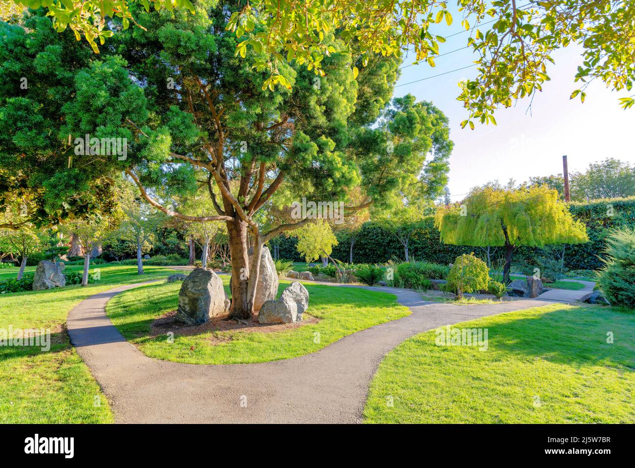 Tree in the middle of concrete walkways in Japanese Friendship Garden