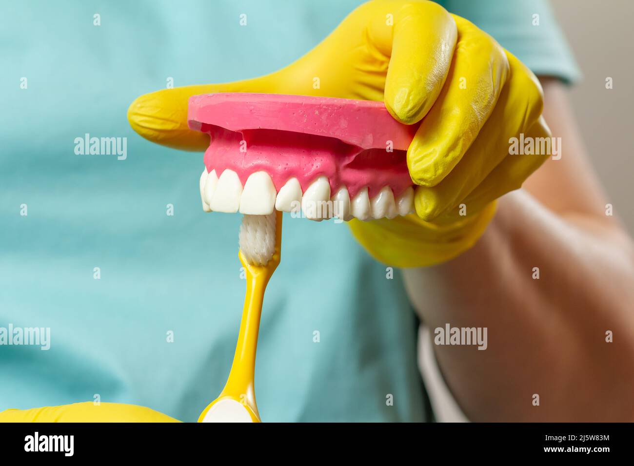 Dentist with toothbrush and layout of the human jaw Stock Photo - Alamy