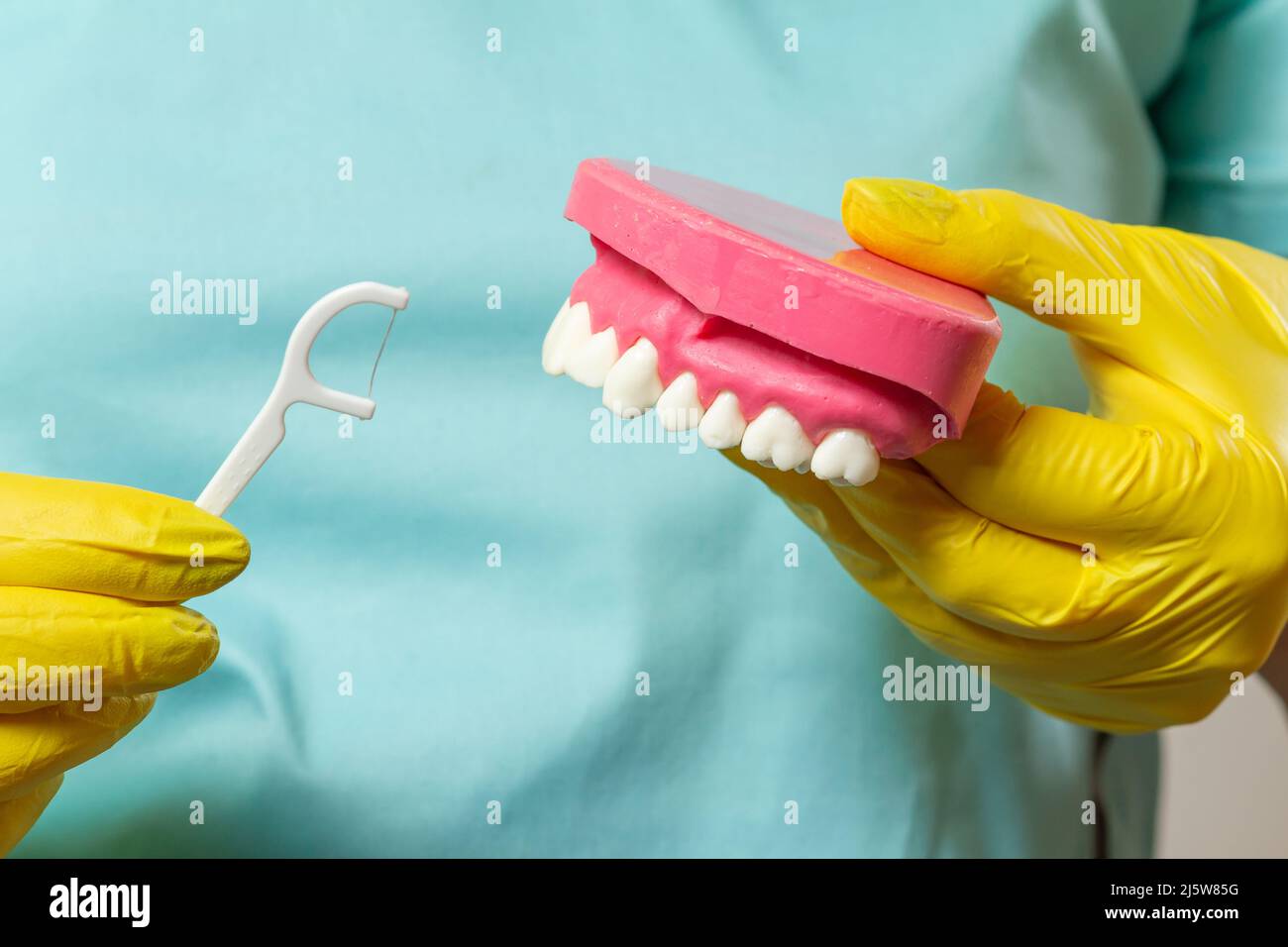 Dentist with floss toothpick and layout of the human jaw Stock Photo ...