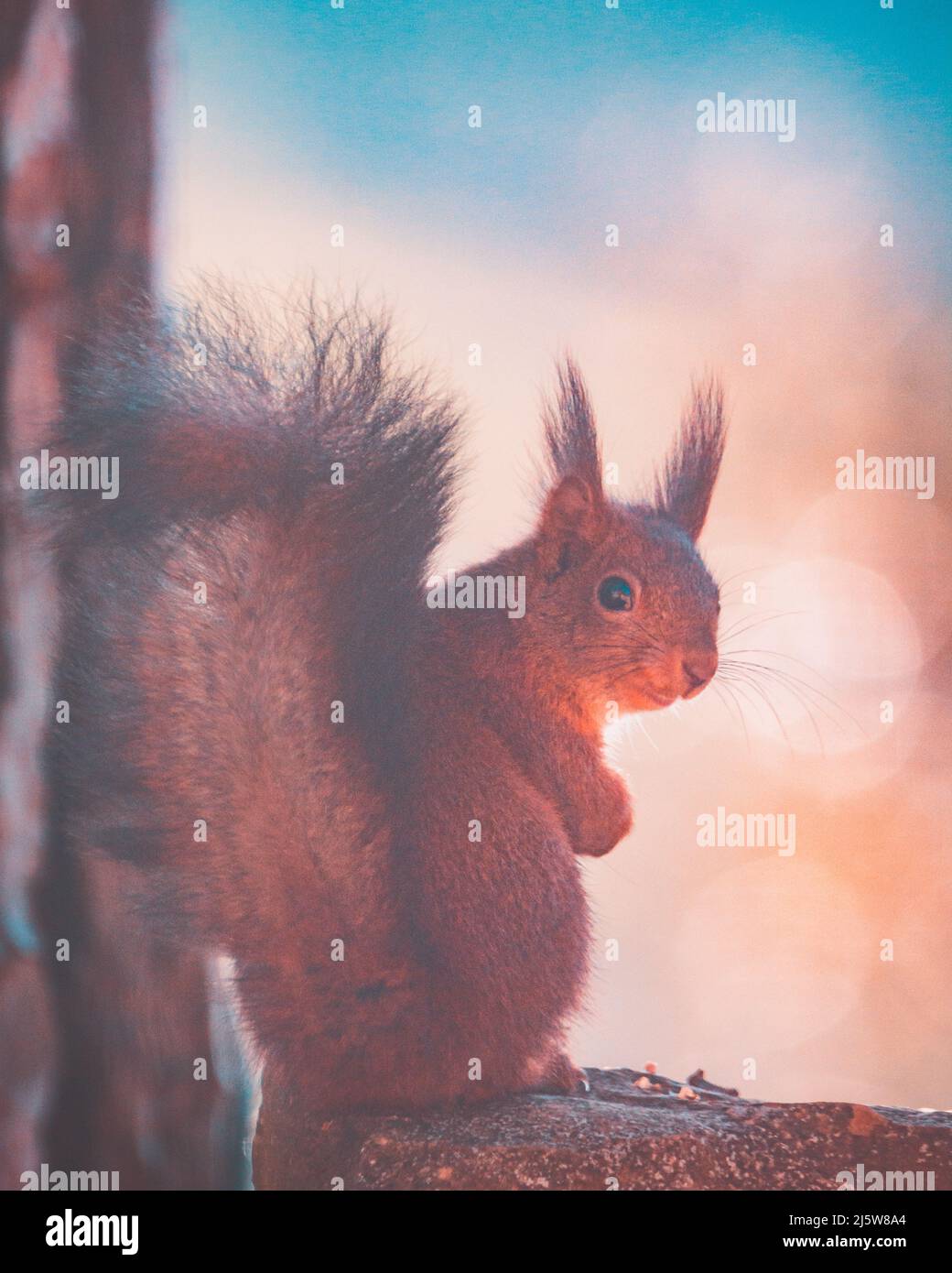 Red Squirrel sitting back on stone eating a nut Stock Photo