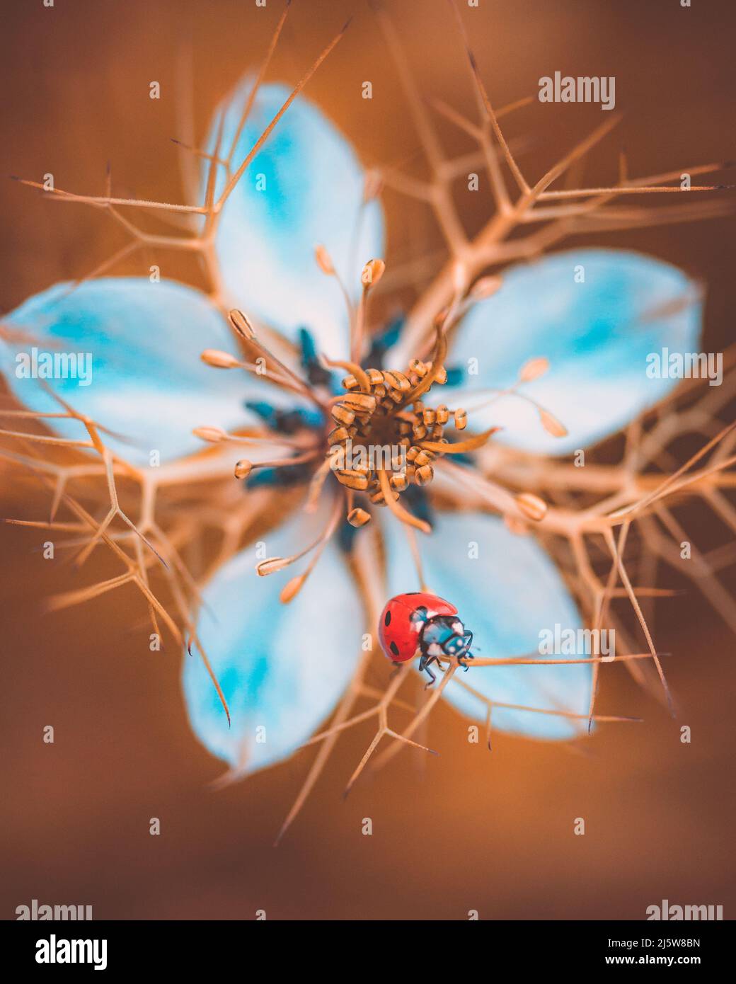 Close-up of a black and red seven-spotted ladybug (Coccinella septempunctata) on a Nigella Damascena flower Stock Photo