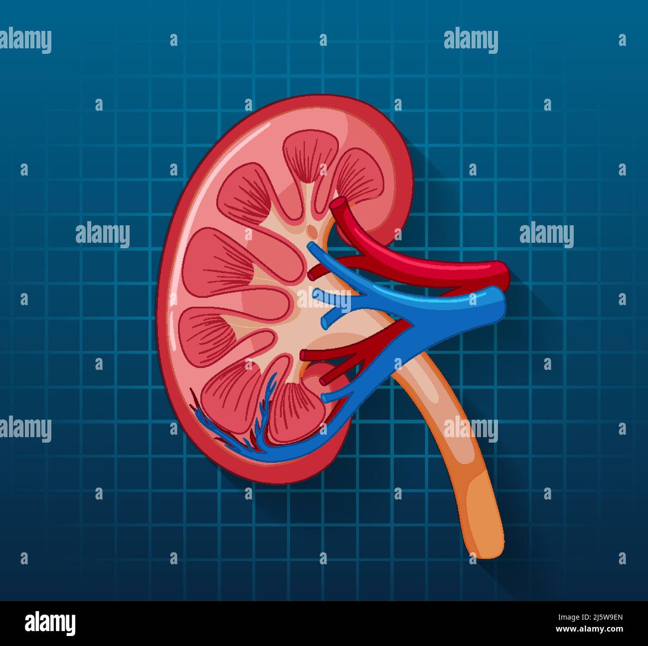 Human internal organ with kidney illustration Stock Vector Image & Art ...