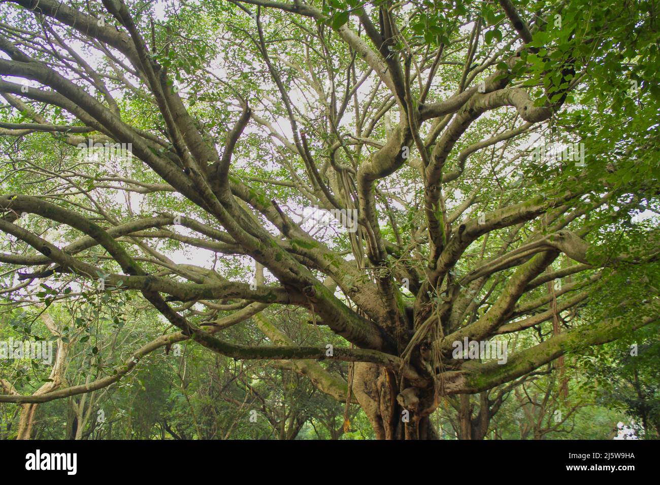 The tree in a park in Bangalore with fascinating branch formation Stock Photo